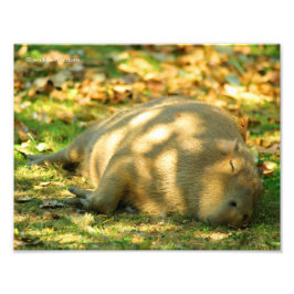 Foto Uma bela Capybara Sonha no Sol de Verão