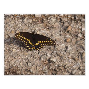 Foto Uma borboleta preta de Swallowtail