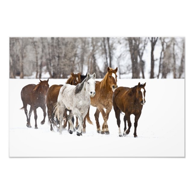 Foto Uma cena de inverno de corrida (Frente)