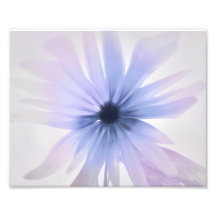 Uma margarida com roxo, rosa e Cinzas