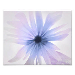 Foto Uma margarida com roxo, rosa e Cinzas