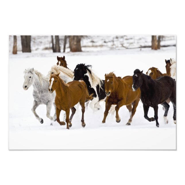 Foto Uma paisagem de inverno de cavalos correndo (Frente)