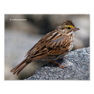 Foto Uma Sparrow Savannah inquisitiva