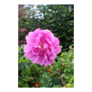 Foto Uma ventoinha cor-de-rosa Solteiro