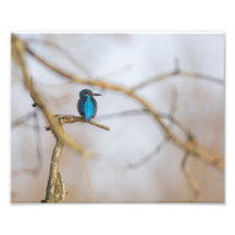 Un martin-pêcheur posé sur sa branche