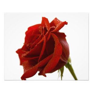 Foto Única rosa vermelha com gotas de orvalho