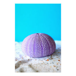 Foto Urchin Roxo