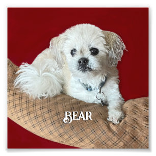 Foto Ursa o Relaxamento Malshi