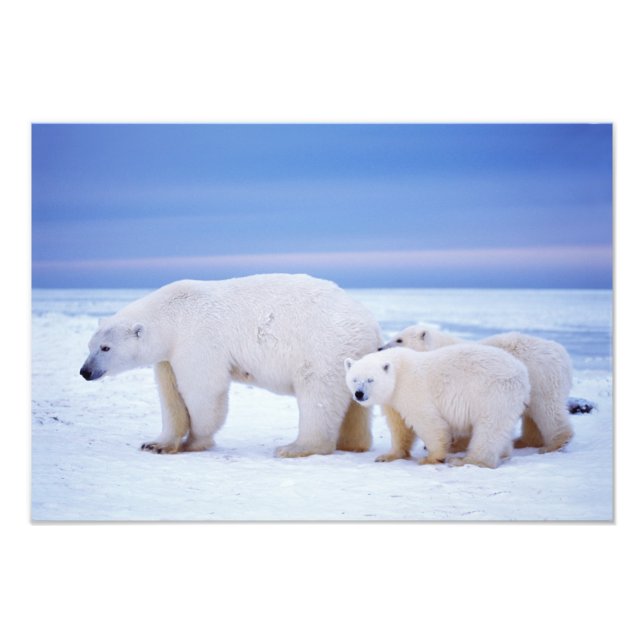 Foto ursa polar com filhotes (Frente)