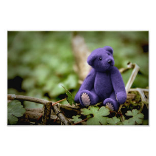 Foto Urso azul