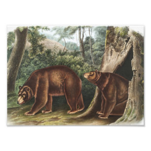 Foto Urso Cinamão (Ursus Americanus var. Canela)