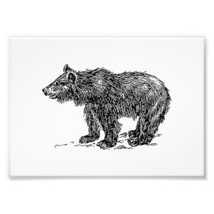 Foto Urso Cub bonito