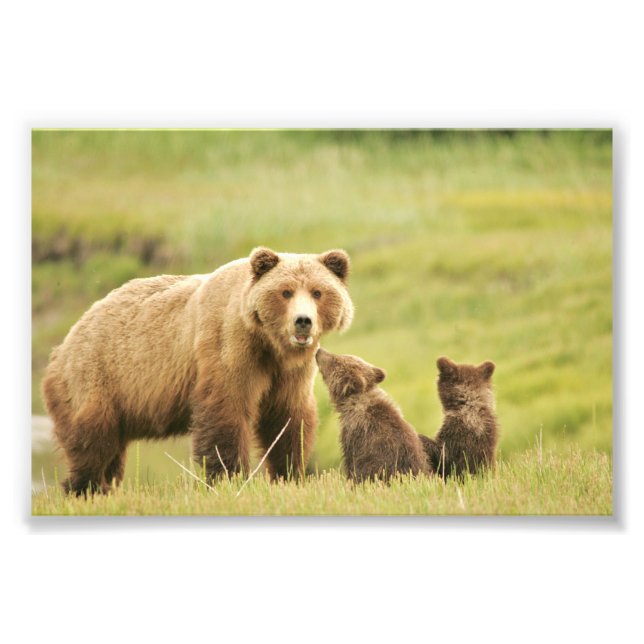 Foto Urso-grizzle fotográfico 4x6 (Frente)