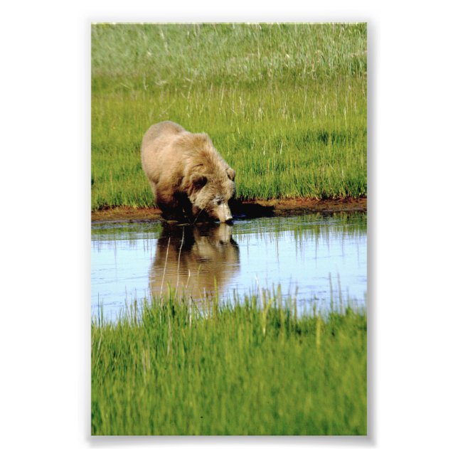 Foto Urso-grizzle fotográfico 4x6 (Frente)