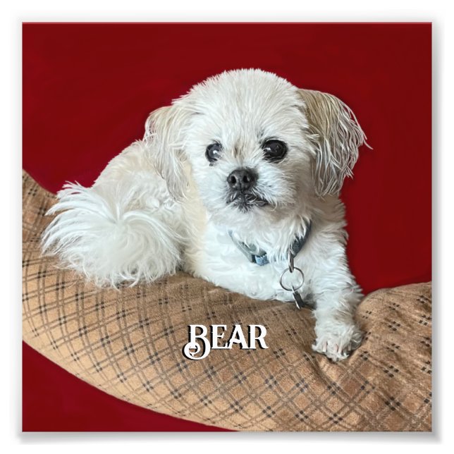 Foto Urso Malshi Relaxante (Frente)