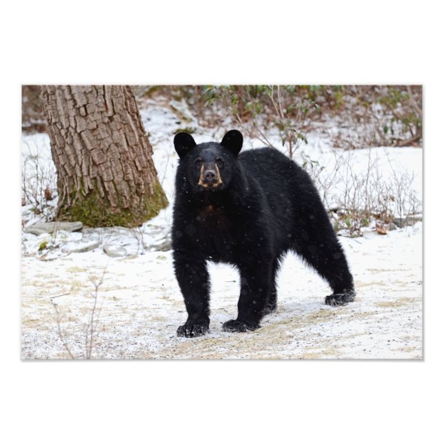 Foto Urso Negro da Pensilvânia no inverno (Frente)