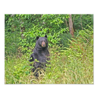 Foto Urso Negro Em Pé
