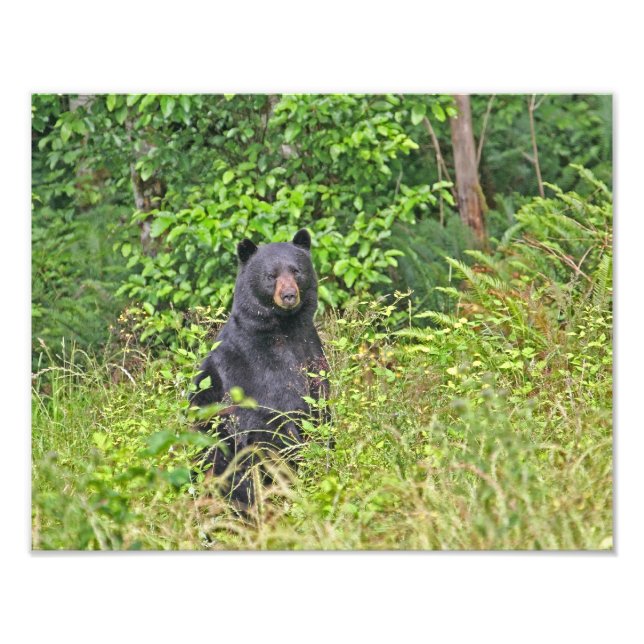 Foto Urso Negro Em Pé (Frente)