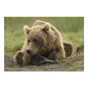 Foto Urso pardo, ou Urso Cinzento Costeiro, Ursus