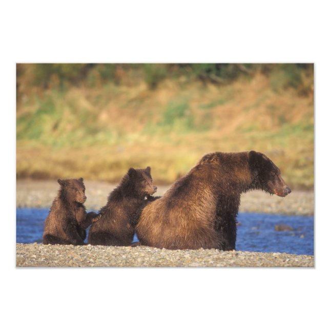 Foto Urso pardo, urso cinzento, porca com filhotes, (Frente)