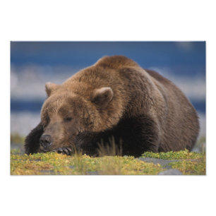 Foto Urso pardo, urso cinzento, tirando uma soneca, Kat