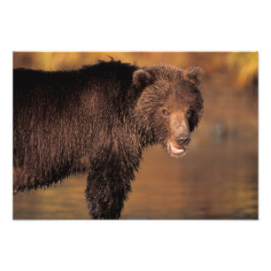 Foto urso pardo, Ursus arctos, urso cinzento, Ursus