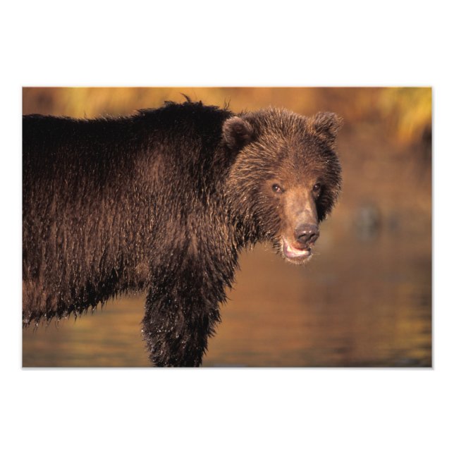 Foto urso pardo, Ursus arctos, urso cinzento, Ursus (Frente)