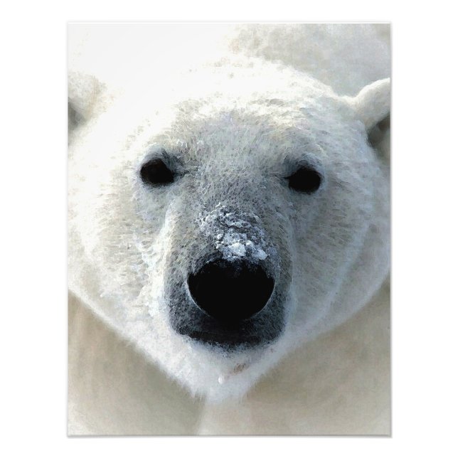Foto Urso Polar (Frente)