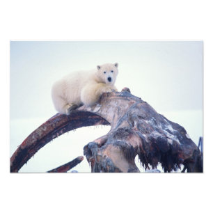Foto Urso polar em cima de uma mandíbula de baleia-da-g