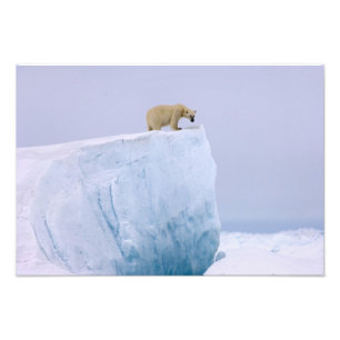 Foto urso polar, maritimus do Ursus, em um gigante