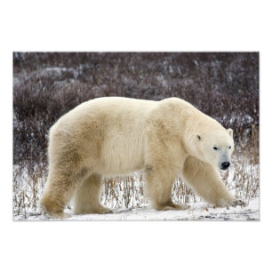 Foto Urso Polar Ursus maritimus) em Churchill