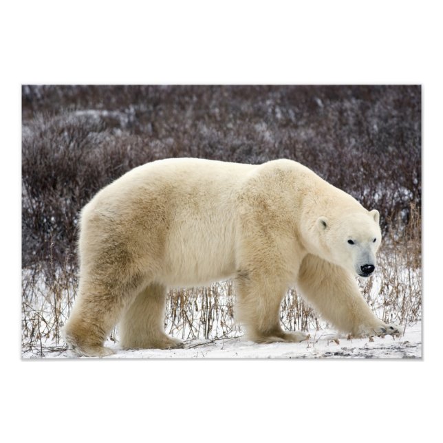 Foto Urso Polar Ursus maritimus) em Churchill (Frente)