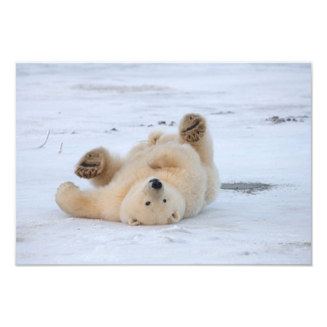 Foto urso polar, Ursus maritimus, filhote 3 (Frente)
