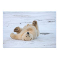 urso polar, Ursus maritimus, filhote rolando 3
