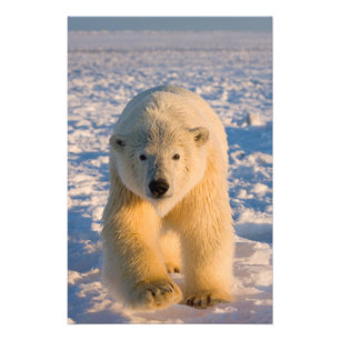 Foto urso polar, Ursus maritimus, urso polar no gelo