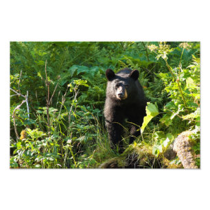 Foto Urso preto curioso