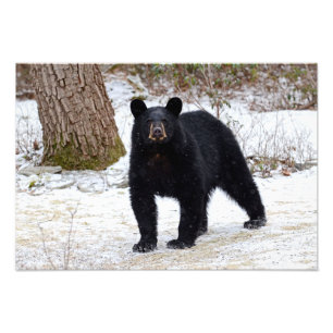 Foto Urso preto de Pensilvânia no inverno