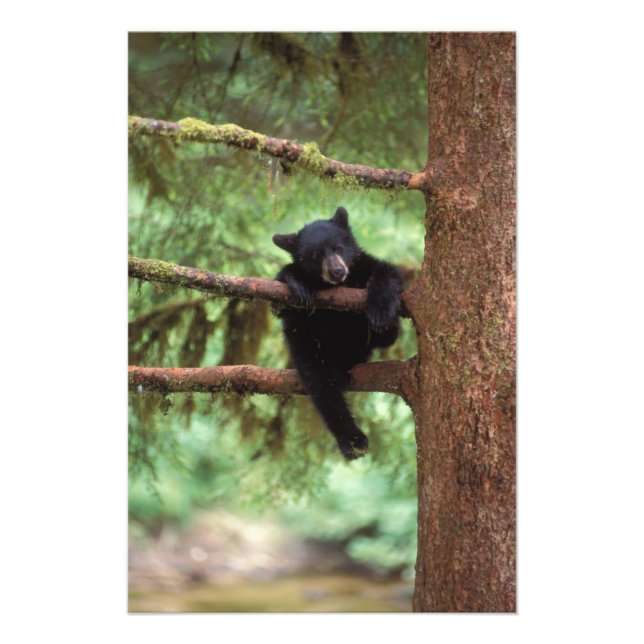 Foto urso preto, Ursus americanus, filhote em uma árvor (Frente)