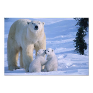 Foto Ursoaica Polar Stând cu 2 Pui