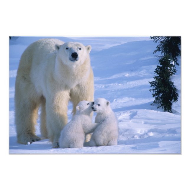 Foto Ursoaica Polar Stând cu 2 Pui (Frente)