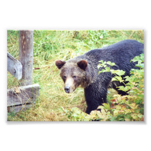 Foto Ursos-grizzus fotográficos 6x4