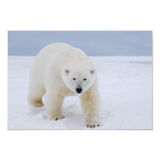 Foto Ursus maritimus, sobre gelo e neve, (Frente)