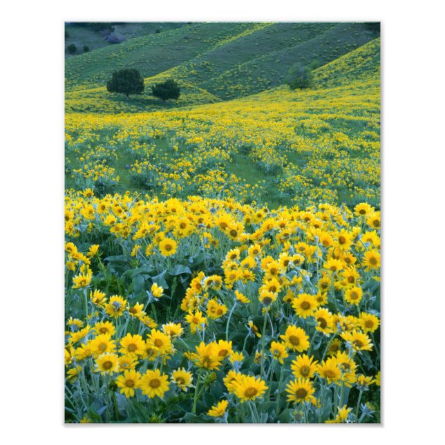 Foto UTAH. EUA. Arrofiraf balsamroot Balsamorhiza (Frente)