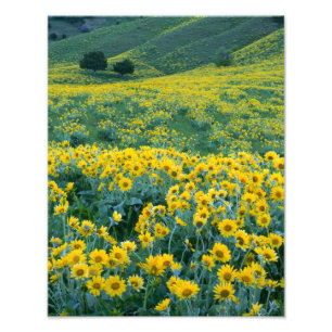 Foto UTAH. EUA. Balsamorhiza