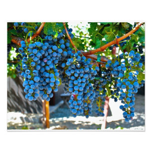 Foto Uvas de vinhas do Vale do Napa