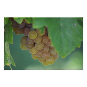 Foto Uvas Verdes
