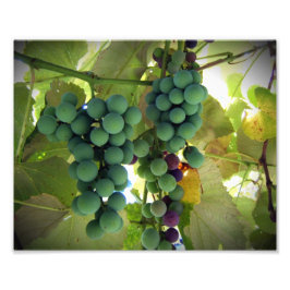 Foto Uvas verdes e púrpuras na Impressão do vinhedo