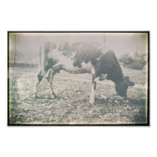 Foto Vaca Antica Fazenda De Bovinos De Raça