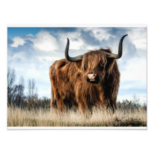 Foto Vaca Highland