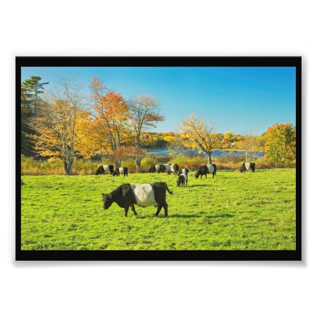 Foto Vacas Belted Galloway Pastando na Grama no Outono (Frente)